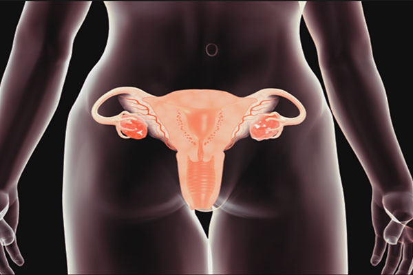女性卵巢.jpg